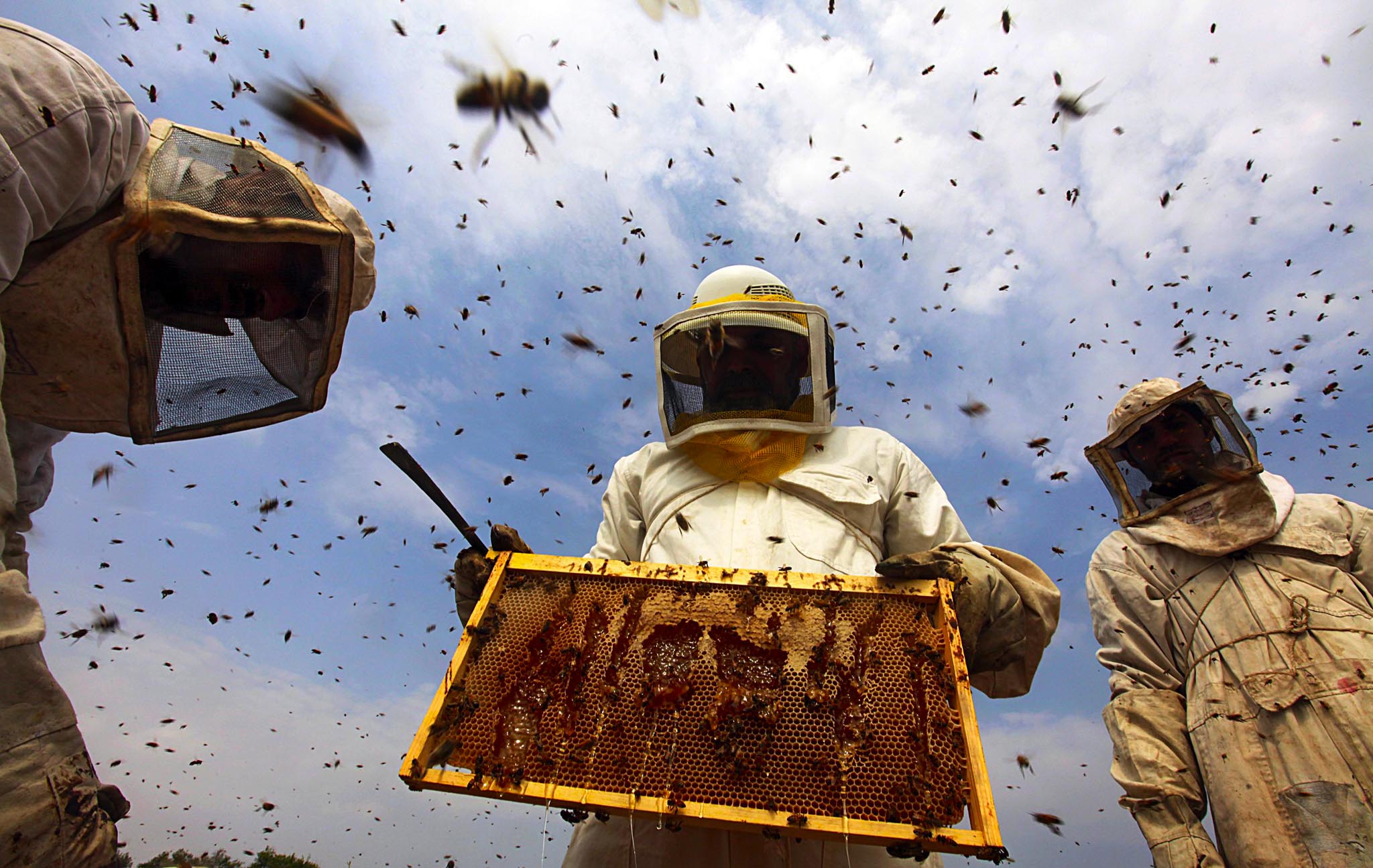 Honey-bee farmers at work in Al Moghraqa area in the central Gaza strip