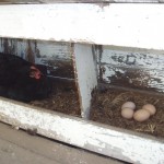 A chicken laying box made from salvaged timber, limewashed