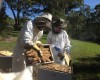 The "Buzz" on Honey Production - Obtain a yield