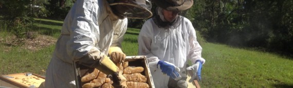 The “Buzz” on Honey Production – Obtain a yield