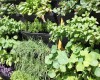 Growing Organic Vegetables at Home