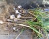 Growing Garlic